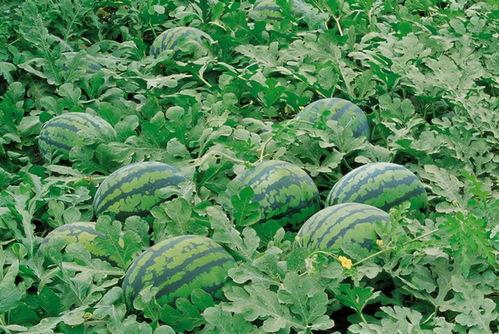 沔水湾广场吃瓜,夏日吃瓜盛宴，畅享清凉时光