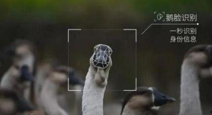 鹅鹅吃瓜视频,揭秘娱乐圈幕后故事