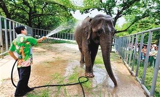 猴群吃瓜图片,共享夏日清凉时光