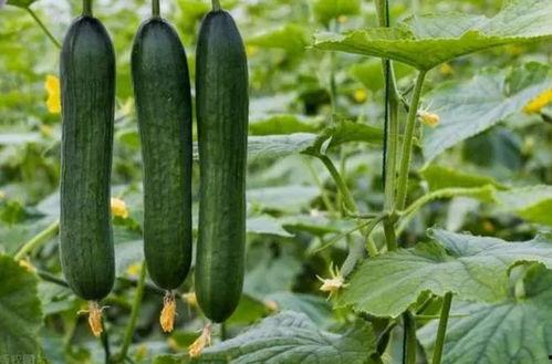 吃瓜-黑料吃瓜网,吃瓜-黑料吃瓜网带你探秘明星幕后真相