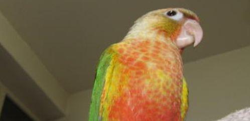 鹦鹉吃小瓜吗,揭秘它们对小瓜的喜爱程度