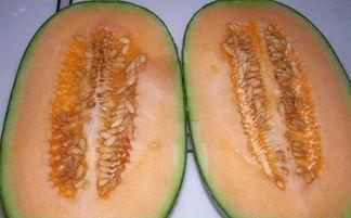 吃哈密瓜可以吃皮蛋吗,美味碰撞的奇妙体验