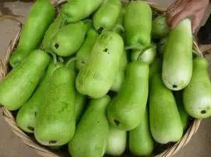 吃葫芦瓜喝茶,消暑解渴的夏日饮品新宠