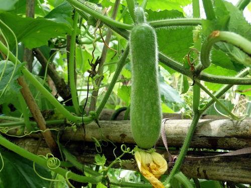 小懒瓜可以吃吗,揭秘其食用安全与美味之谜