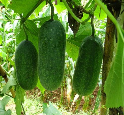 小懒瓜可以吃吗,揭秘其食用安全与美味之谜