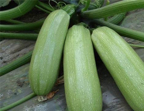 道东道西吃瓜,一场别开生面的吃瓜盛宴