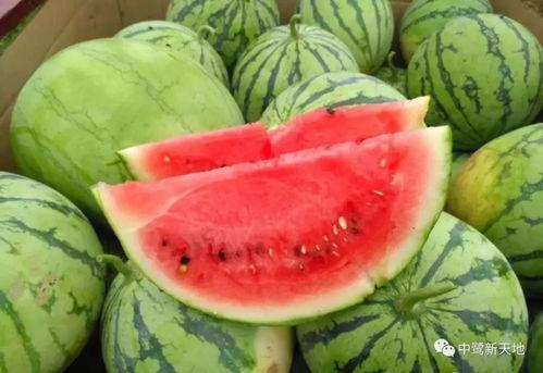 模拟教学瓜瓜吃瓜,模拟教学中的趣味互动体验