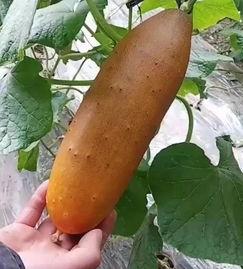 吃瓜与卖瓜头像区别大吗