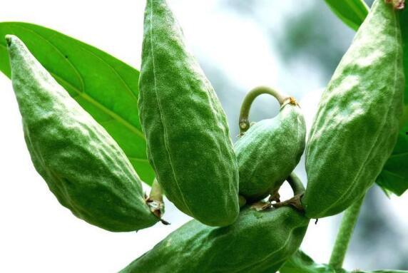 牛角瓜蒸着吃,传统食材的现代演绎