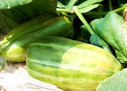 生瓜该怎么吃,解锁清新口感新境界