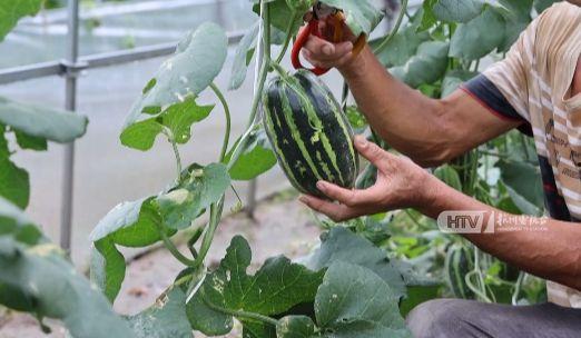 杭州皮球吃瓜版,揭秘网络热传的皮球事件背后的故事