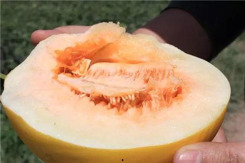 晓蜜瓜不甜怎么吃,晓蜜瓜不甜的创意食用攻略