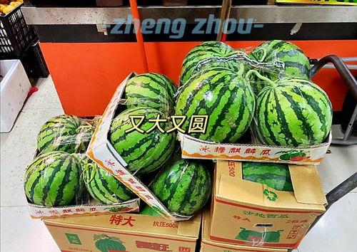 郑州市老年吃瓜,悠闲吃瓜，乐享夕阳