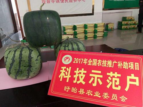 吃瓜的佛,笑看人间百态