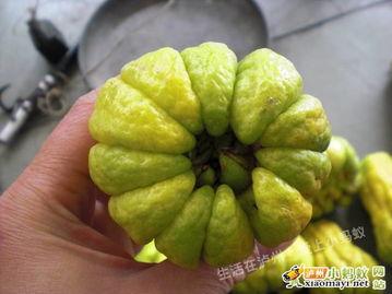 吃瓜的佛,笑看人间百态