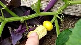 瓣花吃瓜,探索瓜果中的艺术与美味