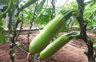 吃二甲双瓜会拉黑血么,揭秘拉黑血真相”