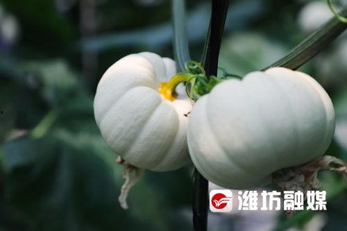 潍坊吃瓜跳舞,吃瓜跳舞，共享欢乐时光