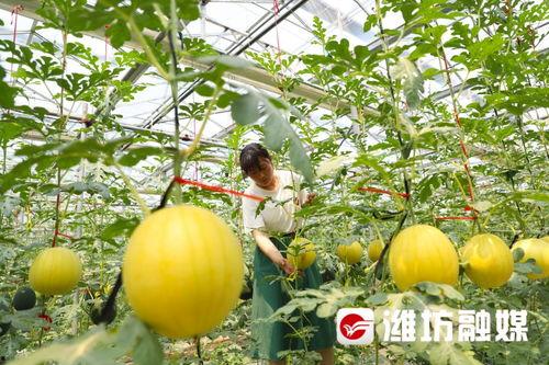 潍坊吃瓜跳舞,吃瓜跳舞，共享欢乐时光