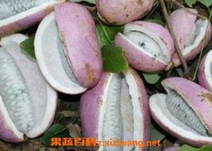 日本吃八月瓜,日本夏日里的独特美味探索