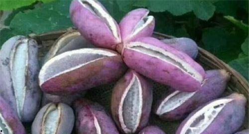 日本吃八月瓜,日本夏日里的独特美味探索