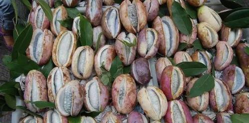 日本吃八月瓜,日本夏日里的独特美味探索