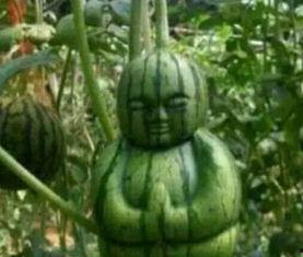 加拿大超市吃瓜,一场视觉与味蕾的盛宴