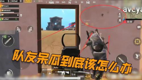 吃鸡呆瓜id,吃鸡呆瓜ID背后的欢乐与智慧