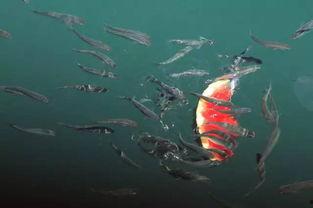 小鱼吃的瓜,探寻小鱼钟爱的美味瓜类