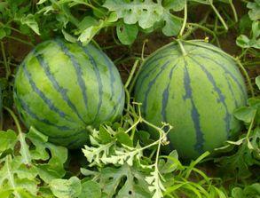 吃瓜会晕,揭秘吃瓜群众晕眩之谜