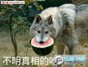 不明真相的吃瓜土狗