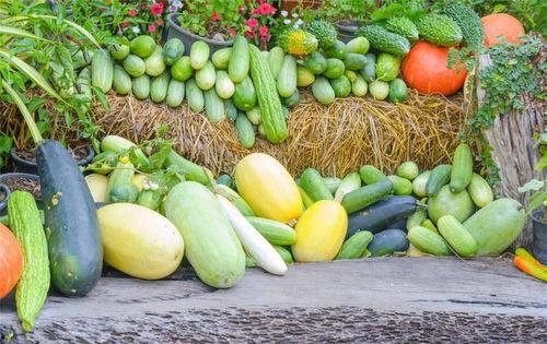 瓜州吃瓜不要钱吗,免费吃瓜盛宴，畅享清凉夏日