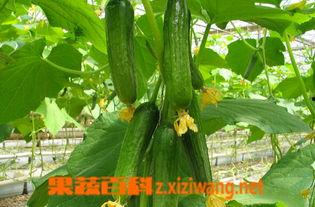 乳瓜双吃造型,创意造型美食新体验