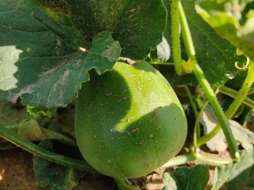 十一假期吃瓜,盘点那些年我们一起吃过的“瓜”