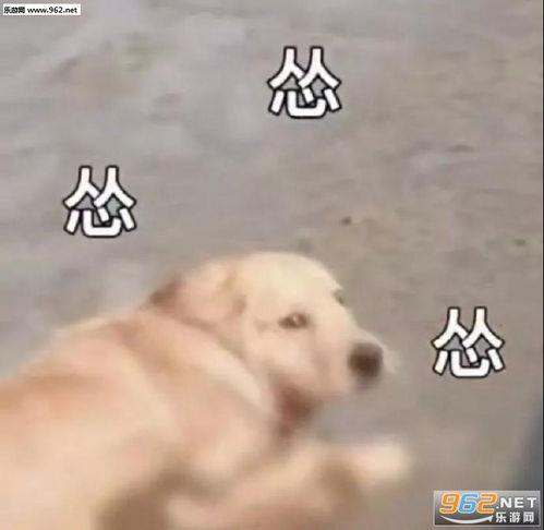 狗妈吃瓜表情包,萌态可掬，笑点满满