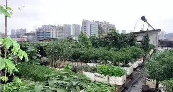 寿光小区楼顶吃瓜,寿光小区夏日风情浓