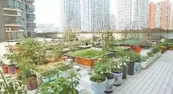 寿光小区楼顶吃瓜,寿光小区夏日风情浓