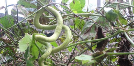 吃蛇瓜好吗,探索蛇瓜的营养价值与食用益处