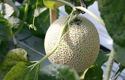 吃瓜群众秒变瓜农,从吃瓜群众到瓜农的华丽转身