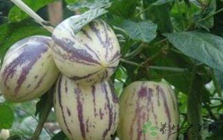 保胎吃茄瓜,天然营养守护母婴健康