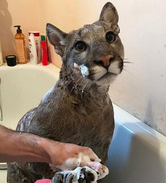 美洲狮吃瓜,探索它们对西瓜的喜爱之谜