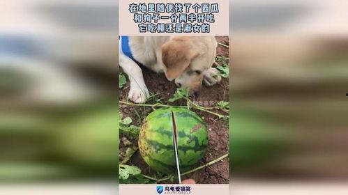 一犬吃一瓜,探寻犬类饮食习惯的奥秘