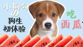 一犬吃一瓜,探寻犬类饮食习惯的奥秘