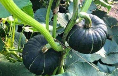 大瓜小瓜保熟多久吃,最佳食用期限揭秘