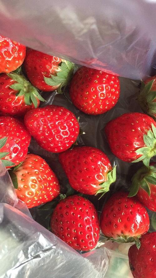 吃瓜体质草莓,揭秘“吃瓜体质”背后的秘密