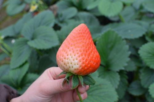 吃瓜体质草莓,揭秘“吃瓜体质”背后的秘密