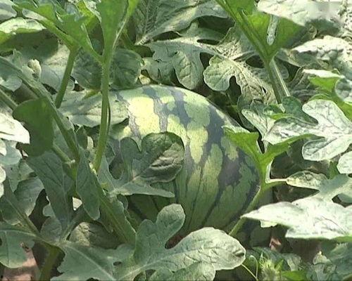 吃瓜高端说法,揭秘高端吃瓜艺术的魅力与奥秘