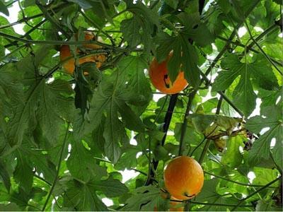 吃吊瓜放屁多,揭秘吃吊瓜放屁多的奇妙现象