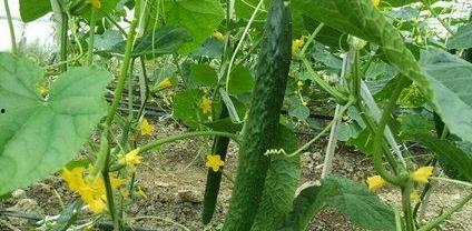 吃瓜不论大小,揭秘娱乐圈那些事儿