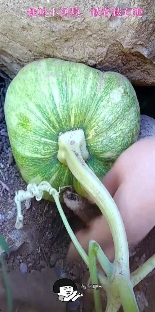 吃瓜石头,揭秘娱乐圈背后的那些事儿